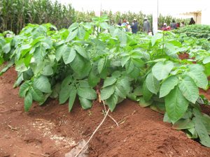 Potato crop grown on fertile soil