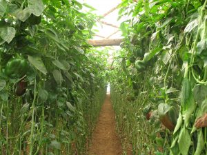 Greenhouse Farming
